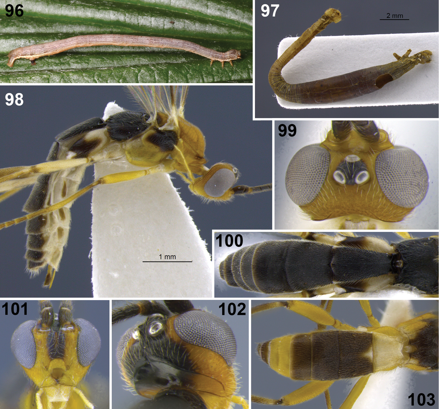 Close-up of the Ecuadorian wasp Aleiodes shakirae