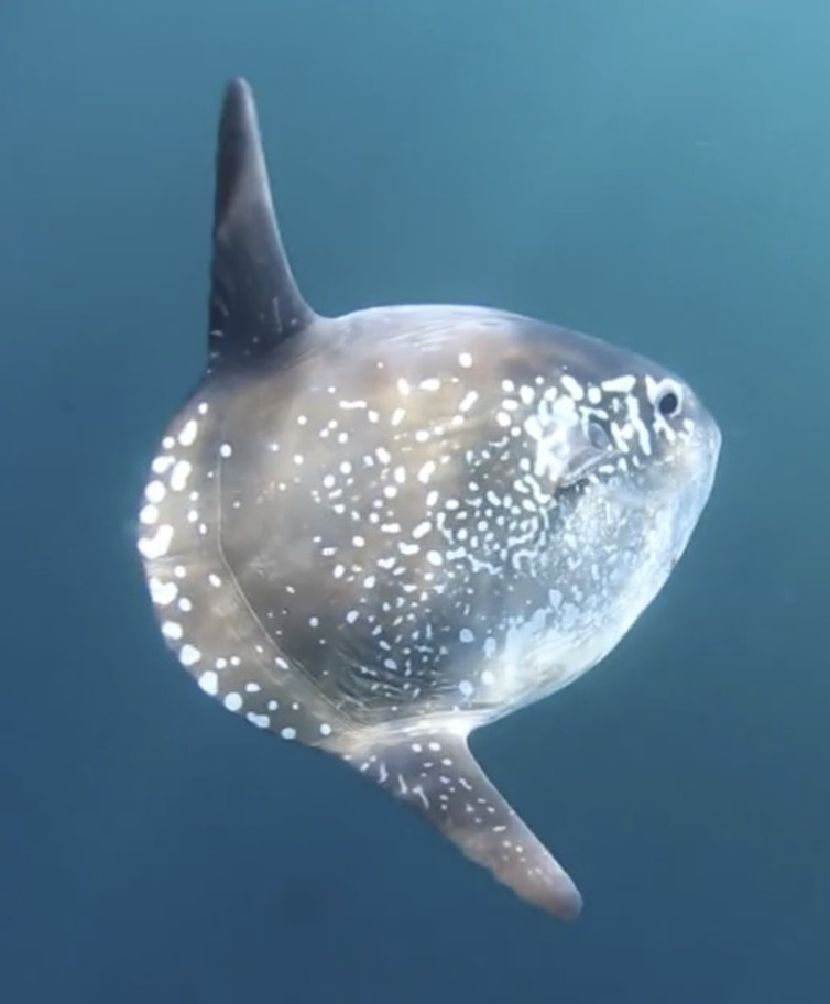 hoodwinker sunfish