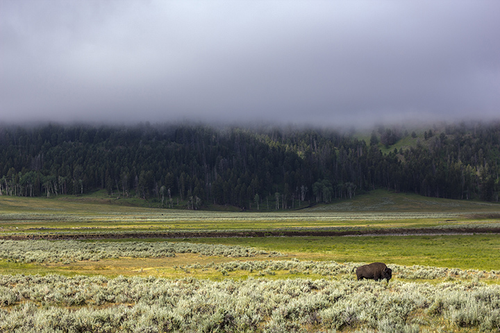 Bison