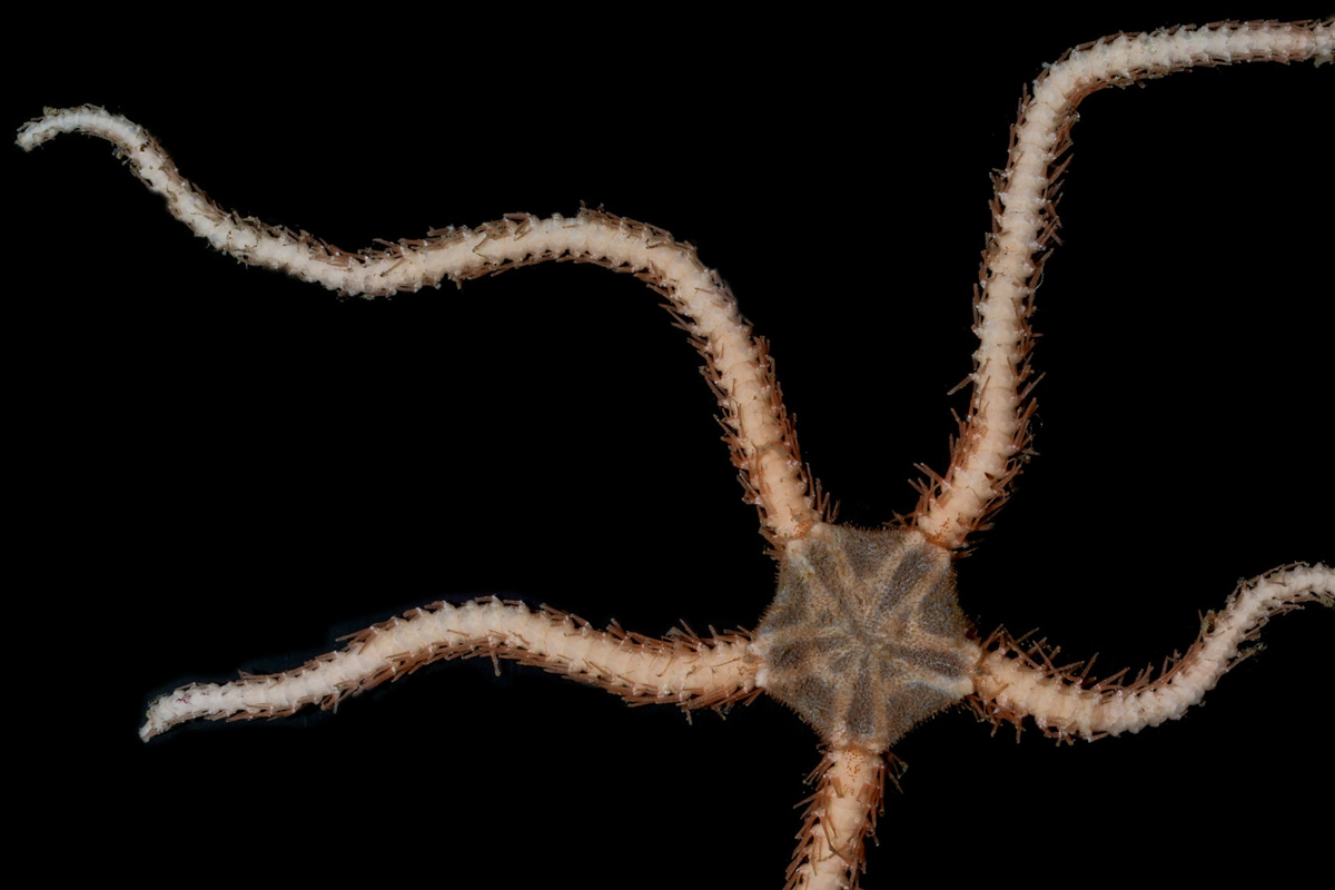 brittle star