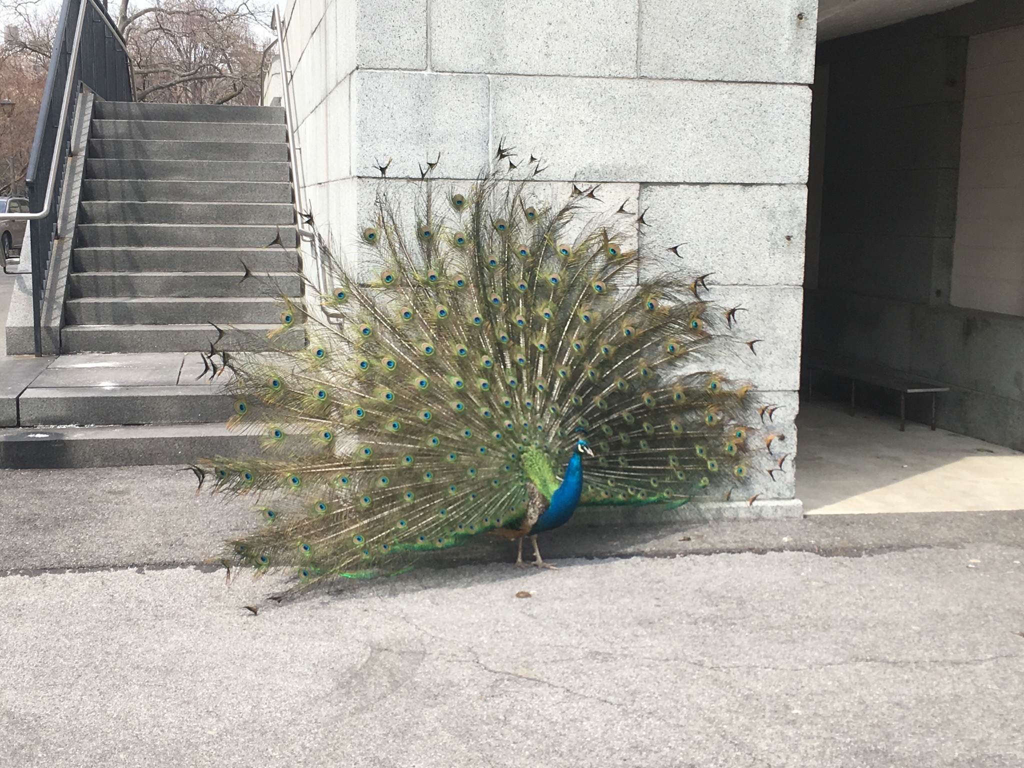 Peacocks in the city