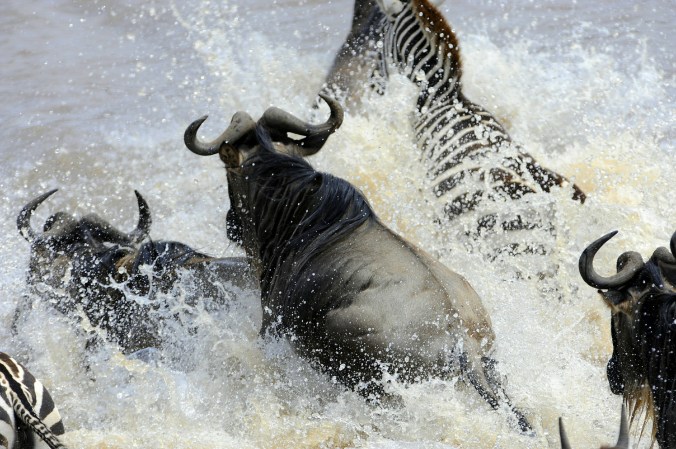 wildebeest