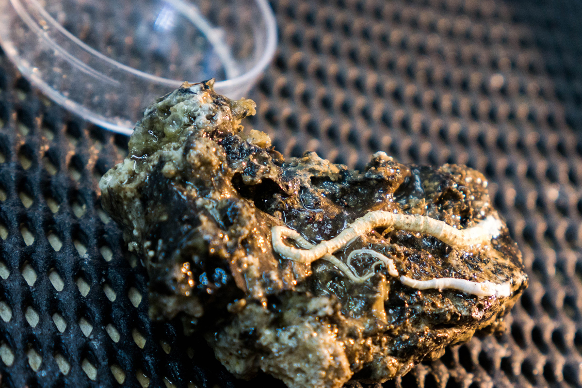 polychaete worm on rock