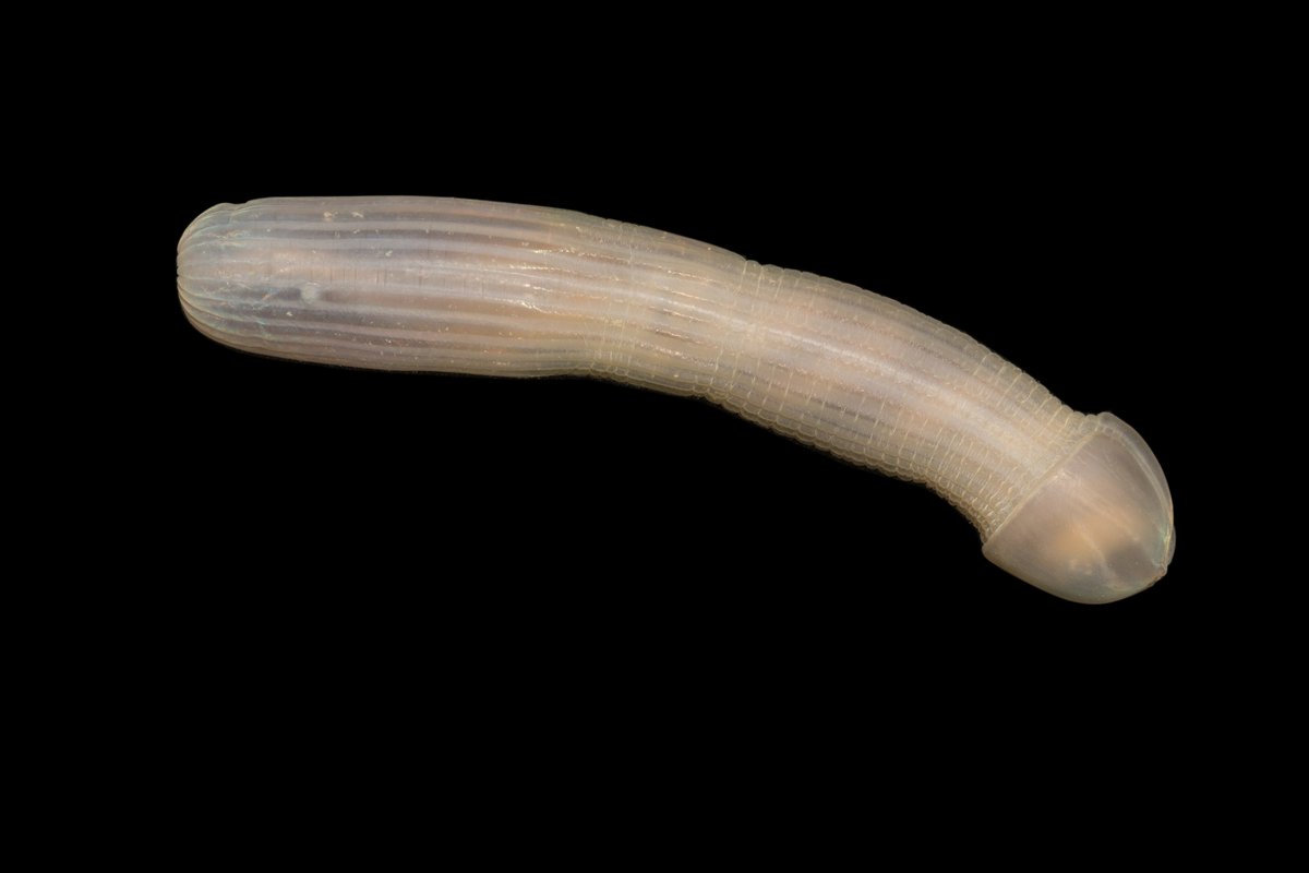 The Australian Eastern Abyss is a treasure trove of strange, often penis-shaped  animals