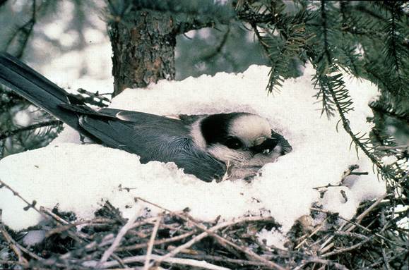 gray jay