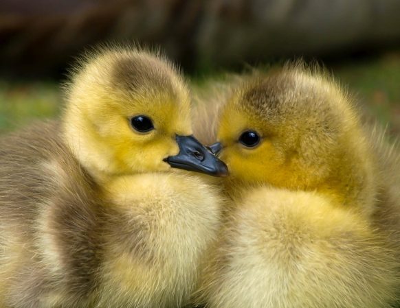 ducklings 