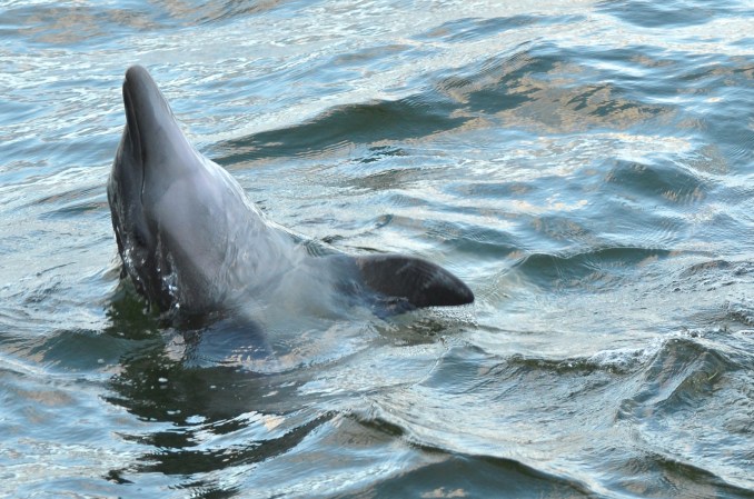 Bottlenose dolphin