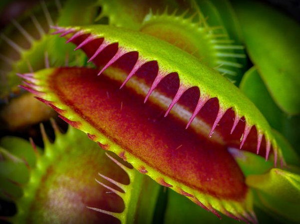 This micro-robot mimics the ingenious grasp of a Venus flytrap