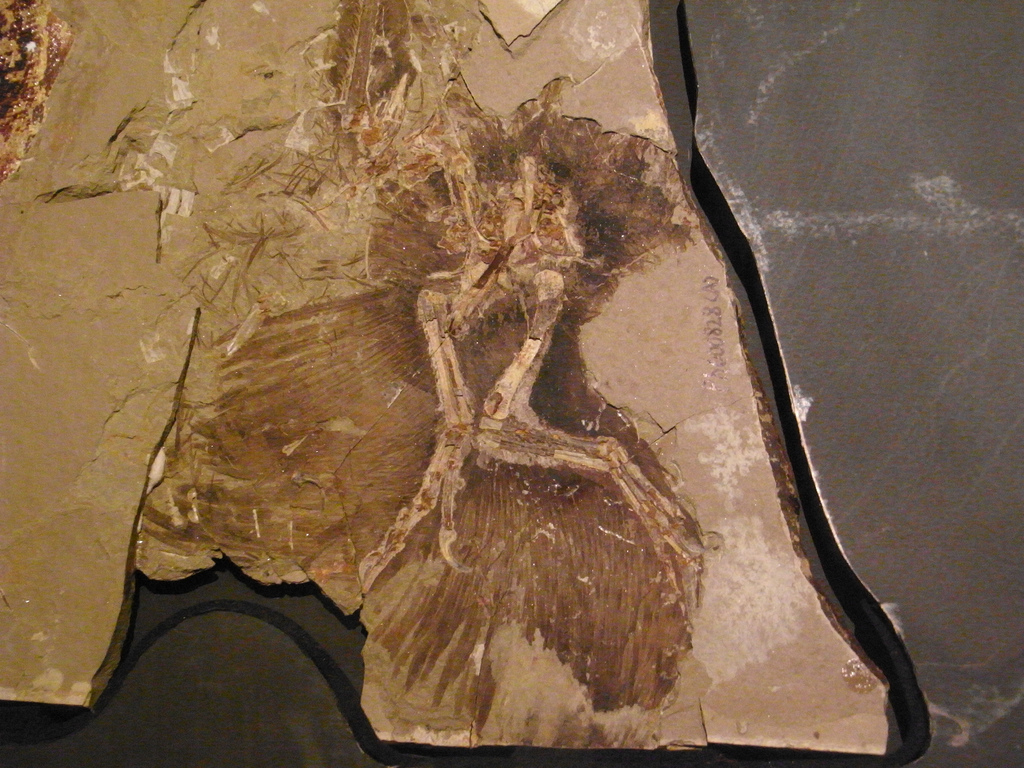 the fossil Anchiornis huxleyi