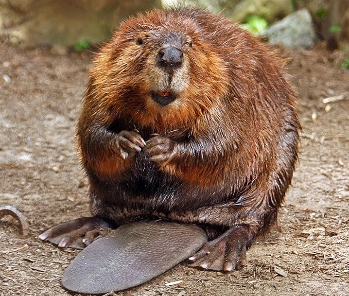 American Beaver