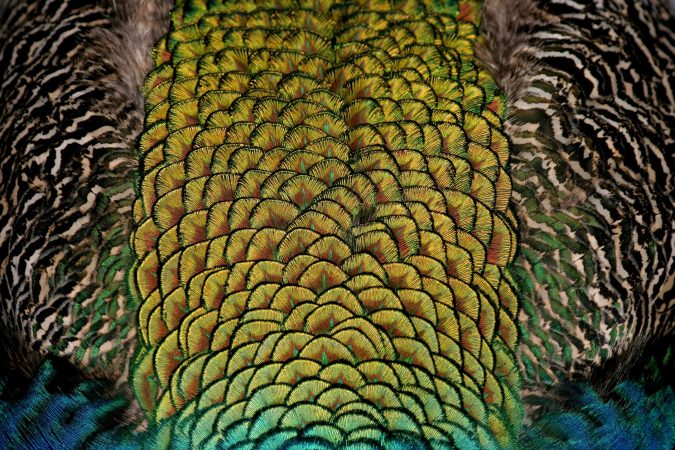 colorful bird feathers 