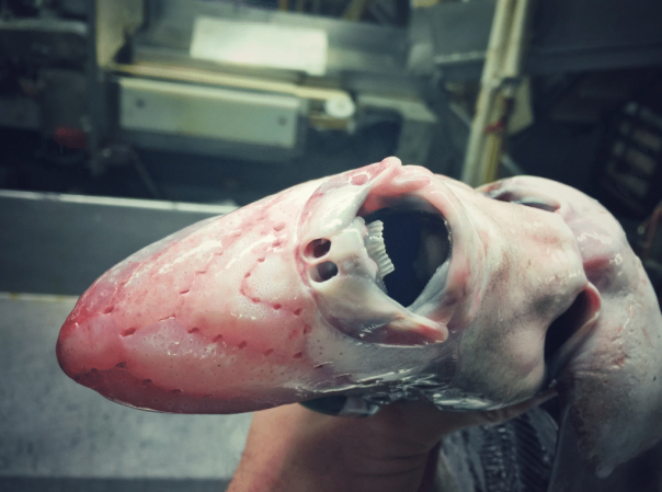 How we found a beautiful new species of snailfish deep beneath the sea