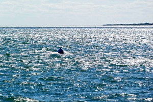 Why whales are back in New York City