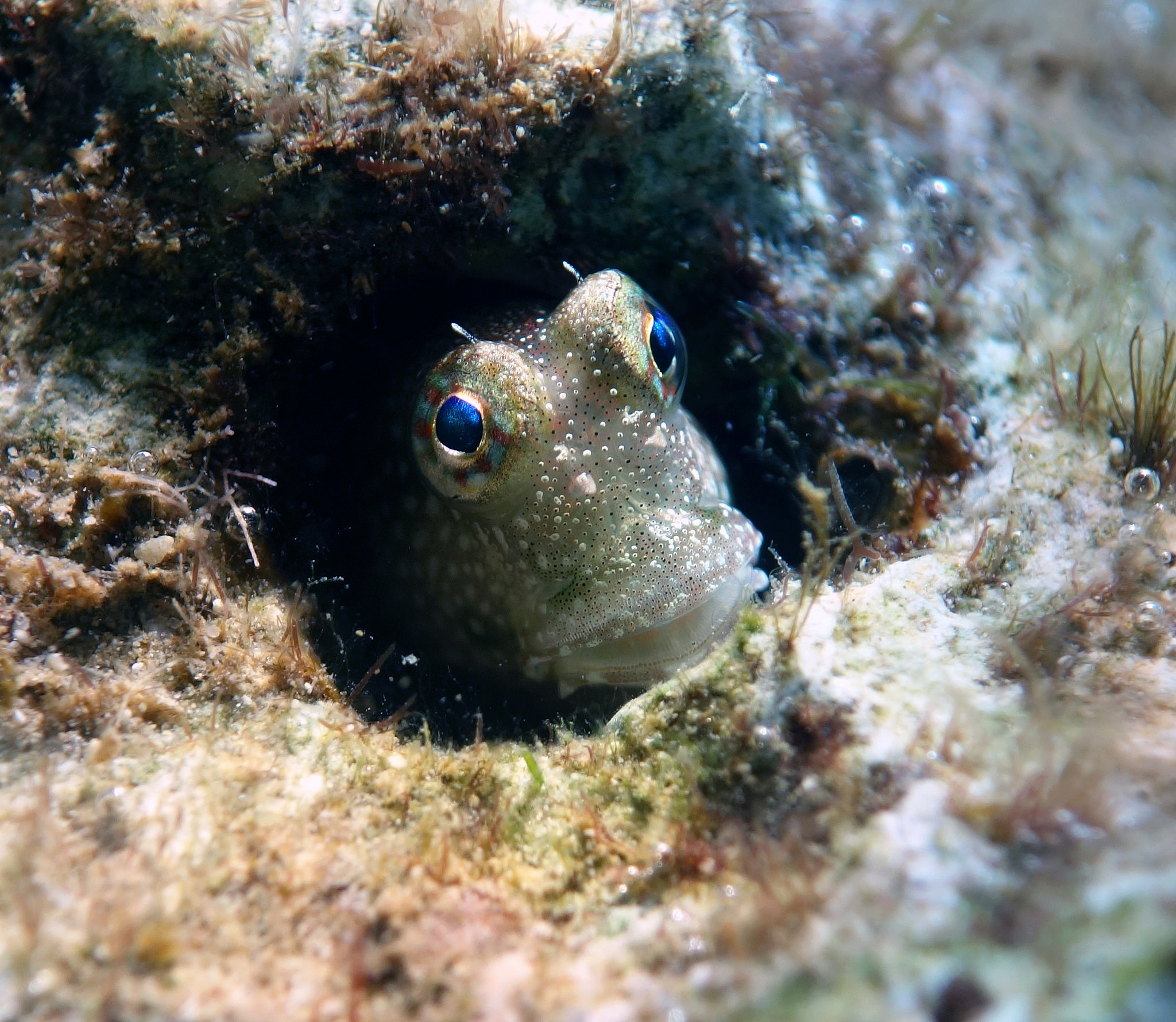 a blenny fish