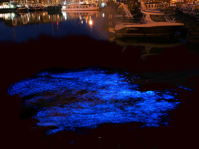 bioluminescence belgium