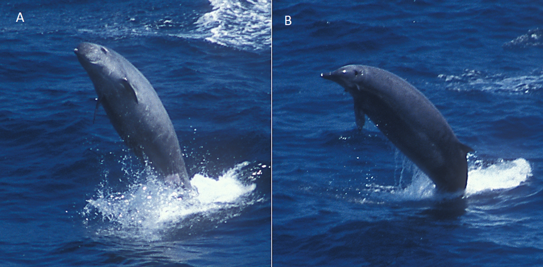 True's beaked whales breaching