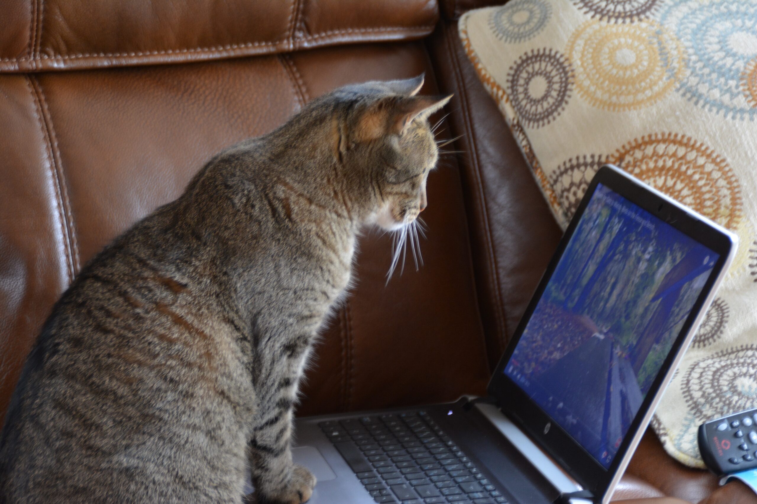 Cat at computer.