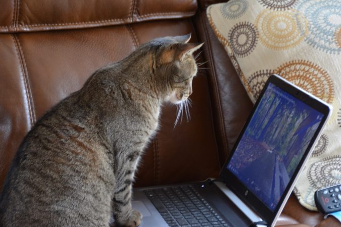 Cat at computer.