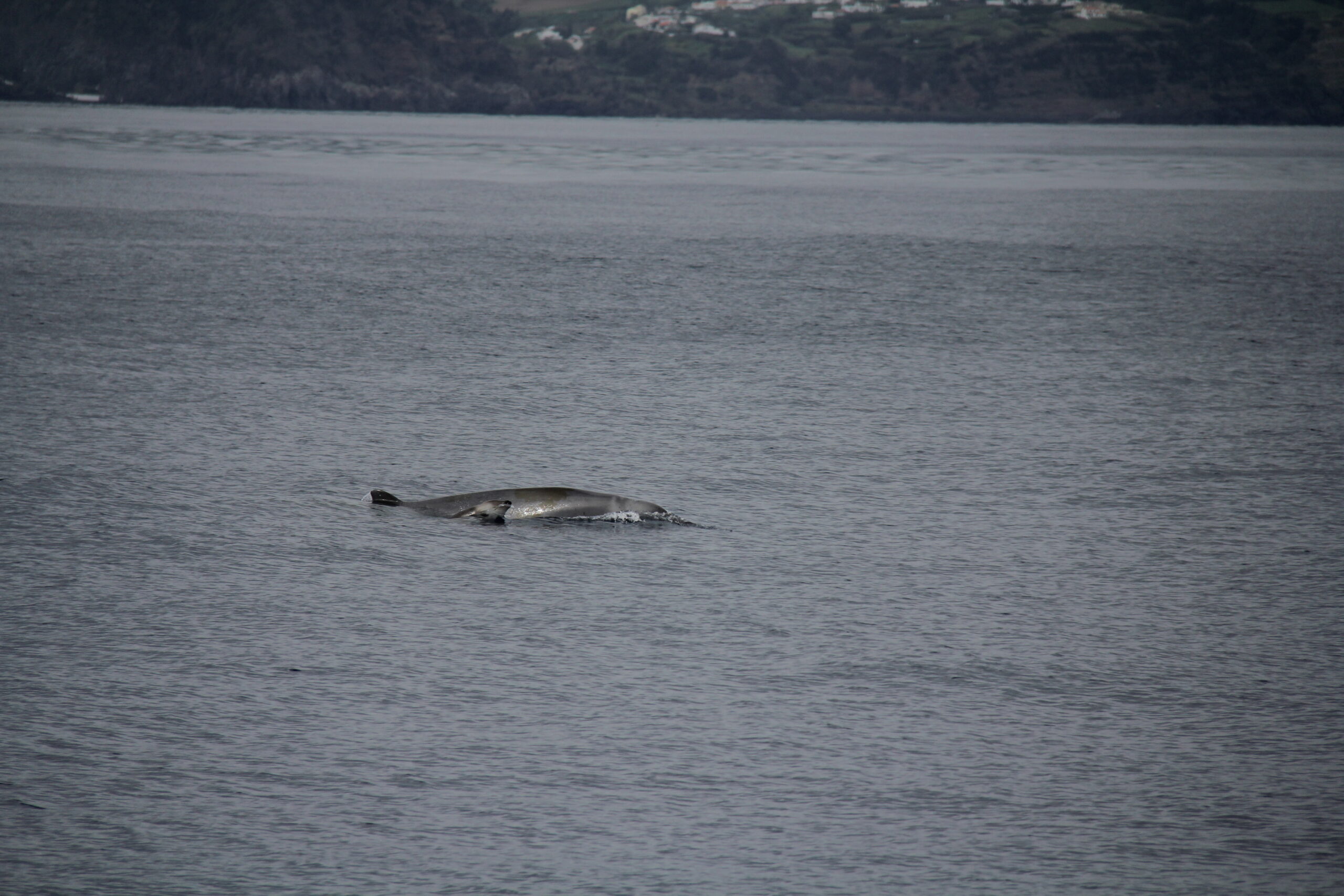 Mother and calf True´s beaked whales