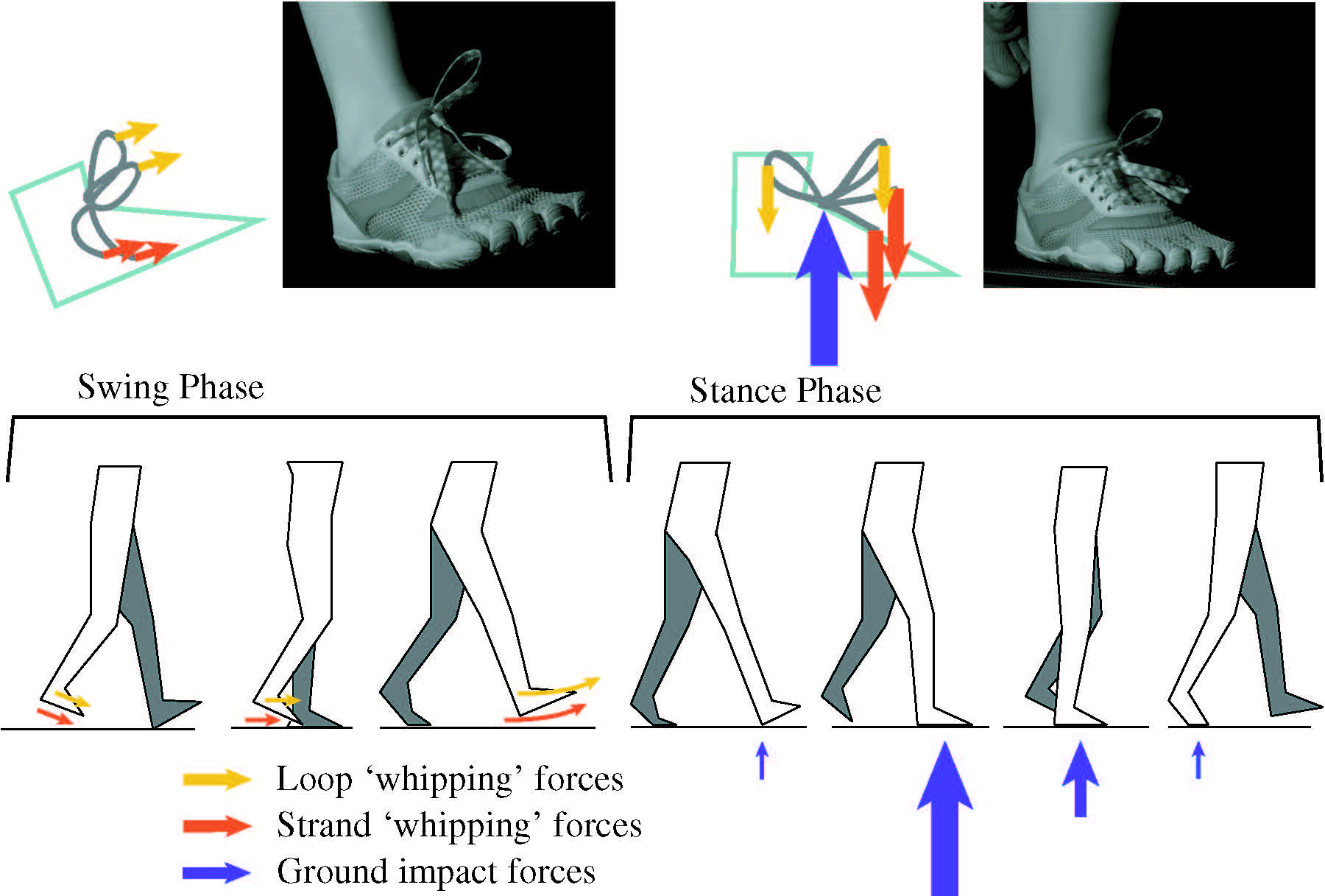 forces against shoelaces