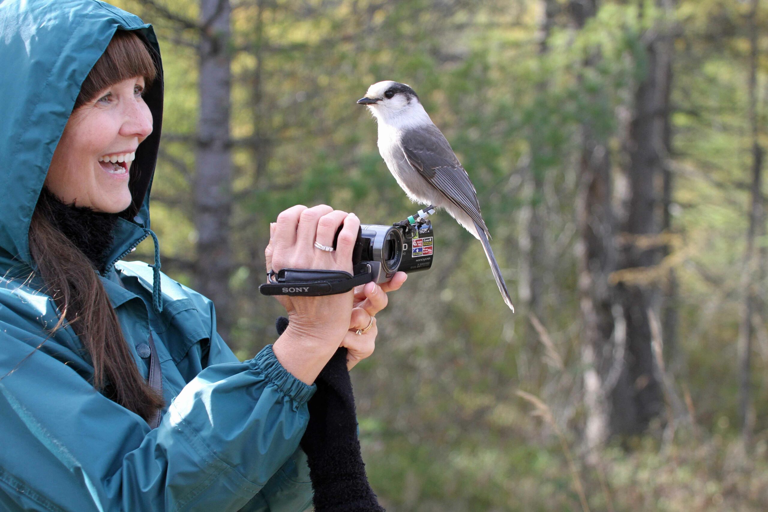 bird with human