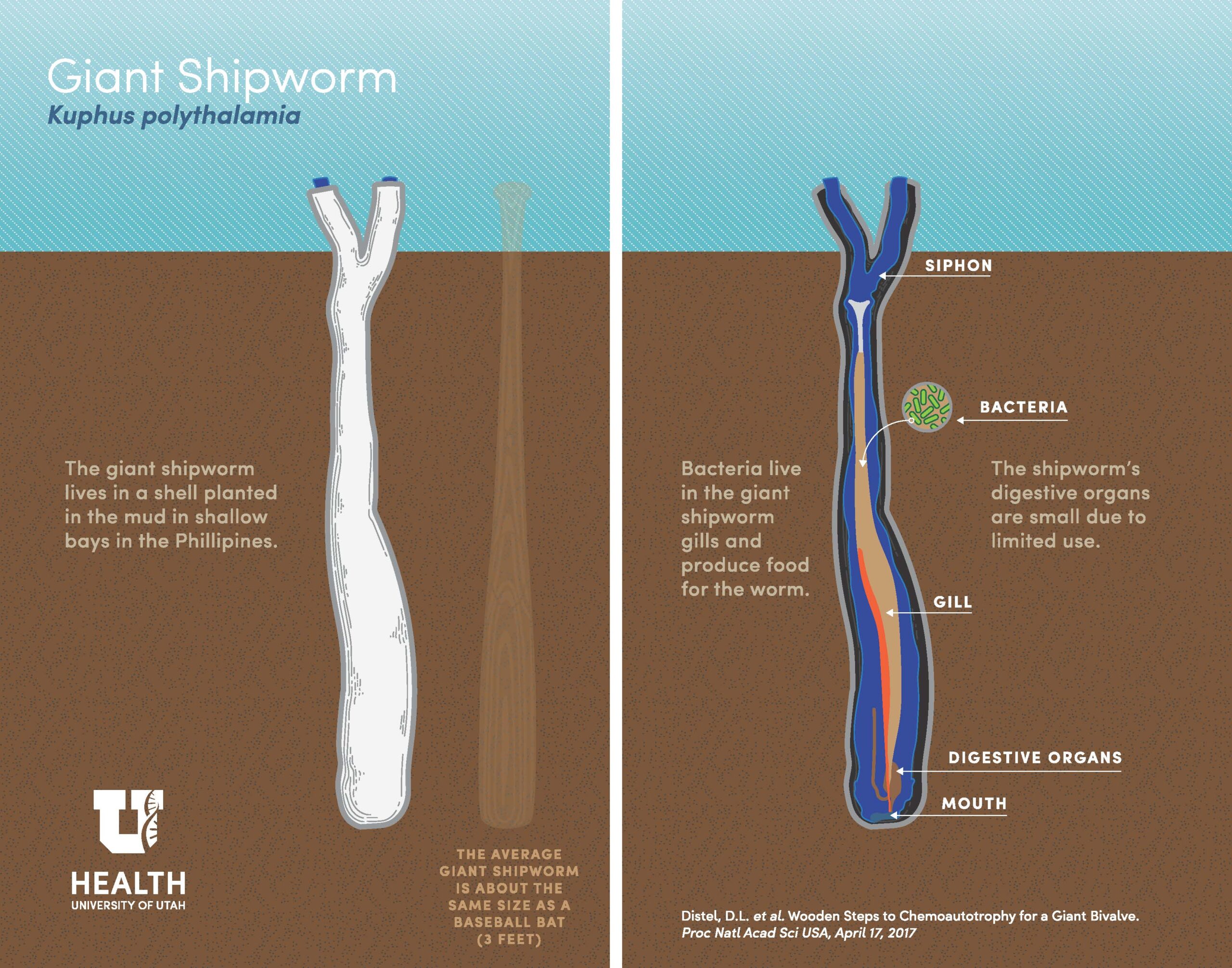 shipworm diagram