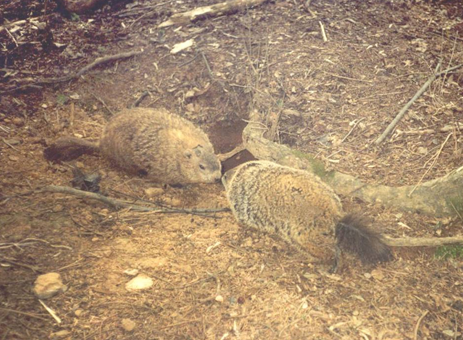 male and female groundhog greeting
