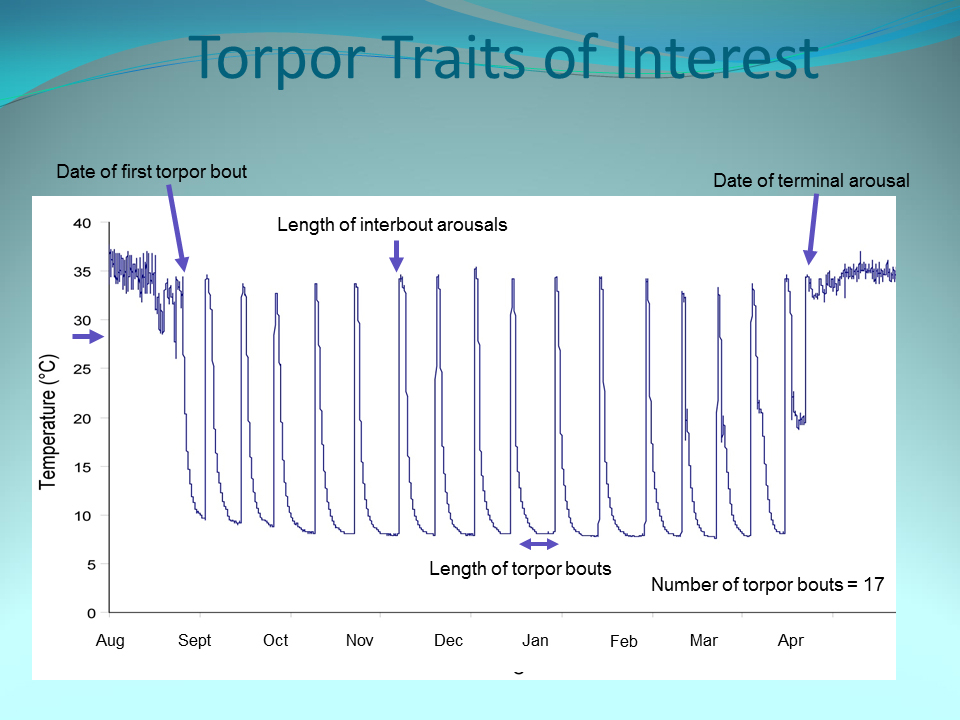 torpor traits of interest chart