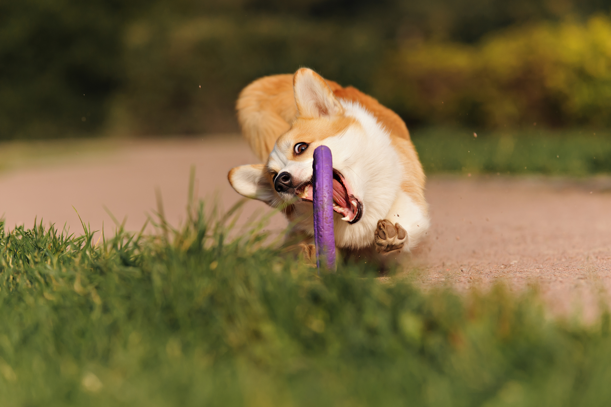 a corgi catches a frisbee but looks kind of silly doing it 