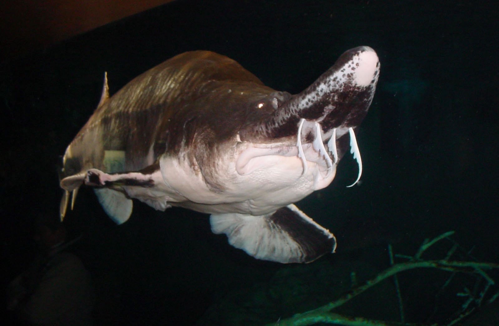 beluga sturgeon