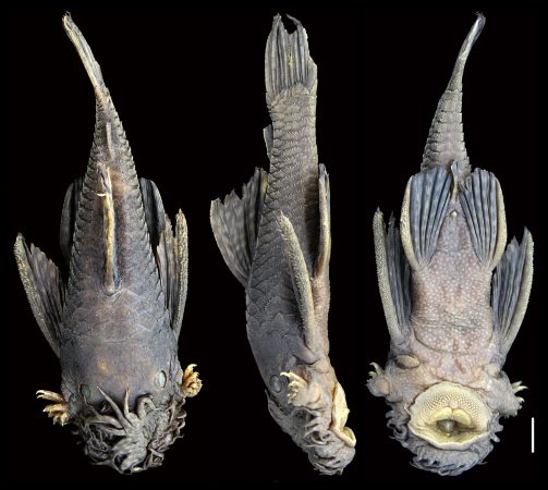 front, side, and from-below view of a tentacle-nosed catfish