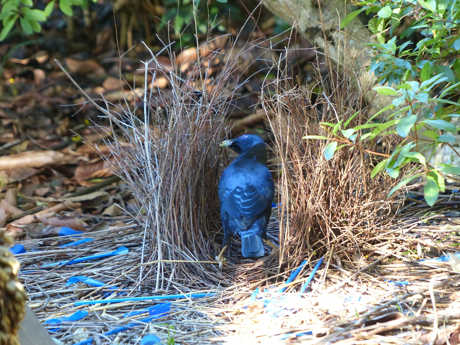 bowerbird