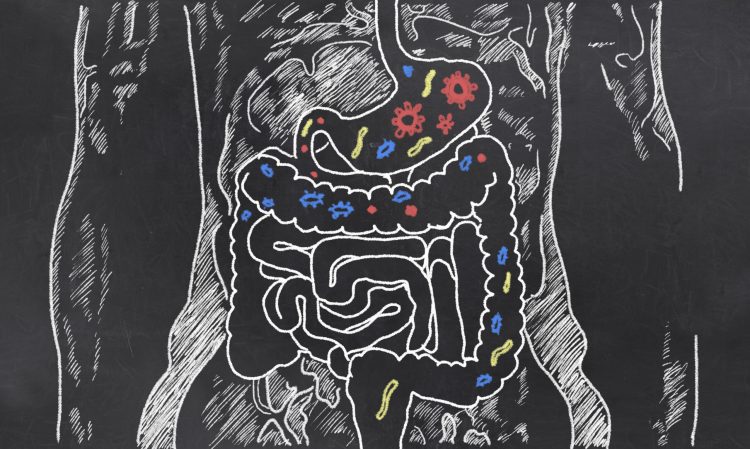 a drawing on a chalkboard of intestines with bacteria inside