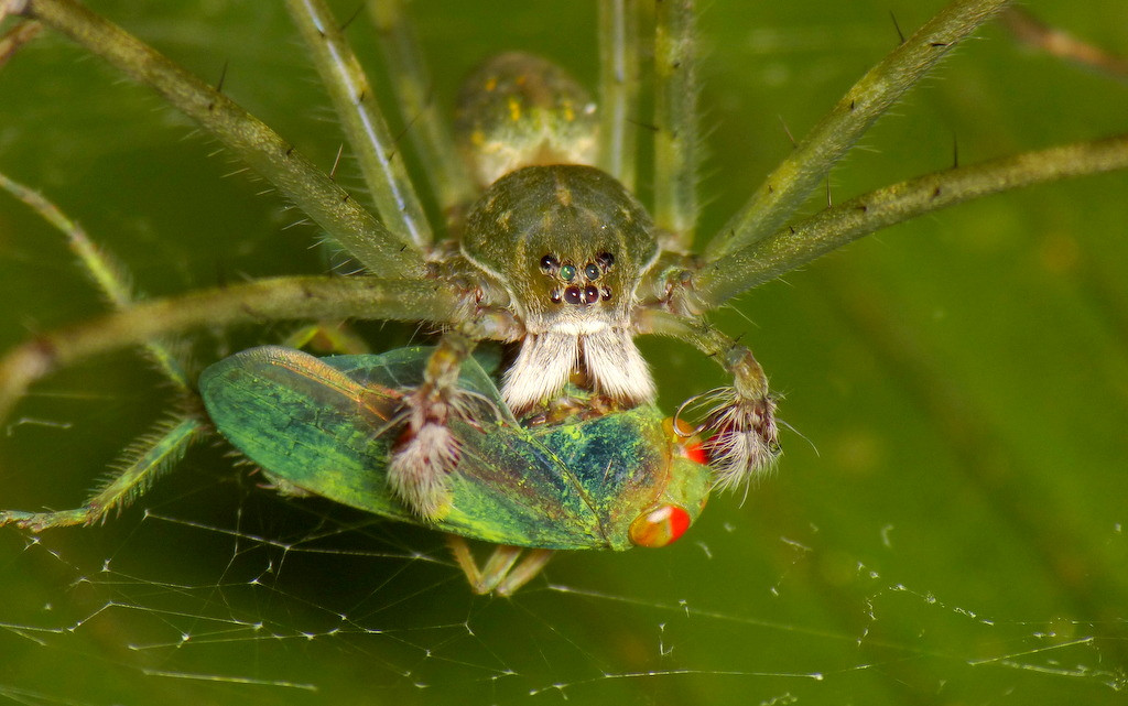 nursery web spider