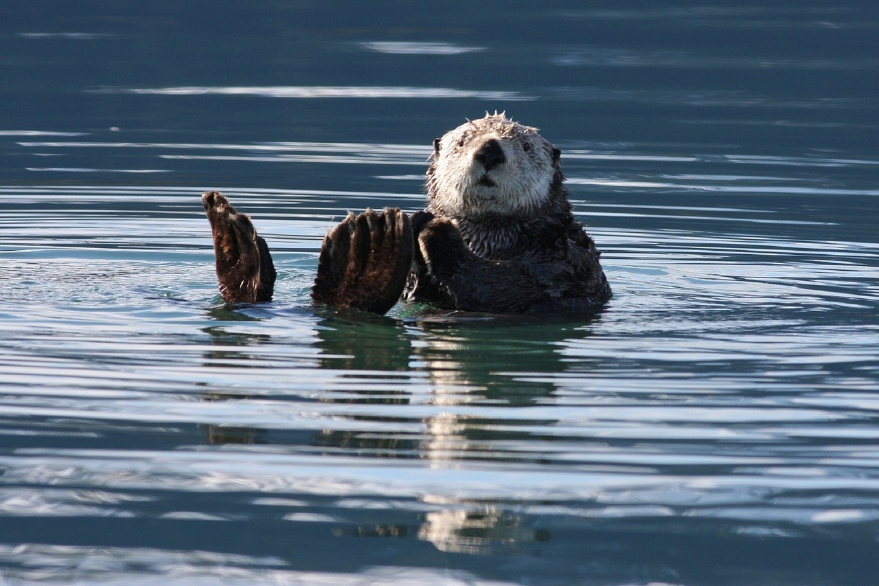 sea otter