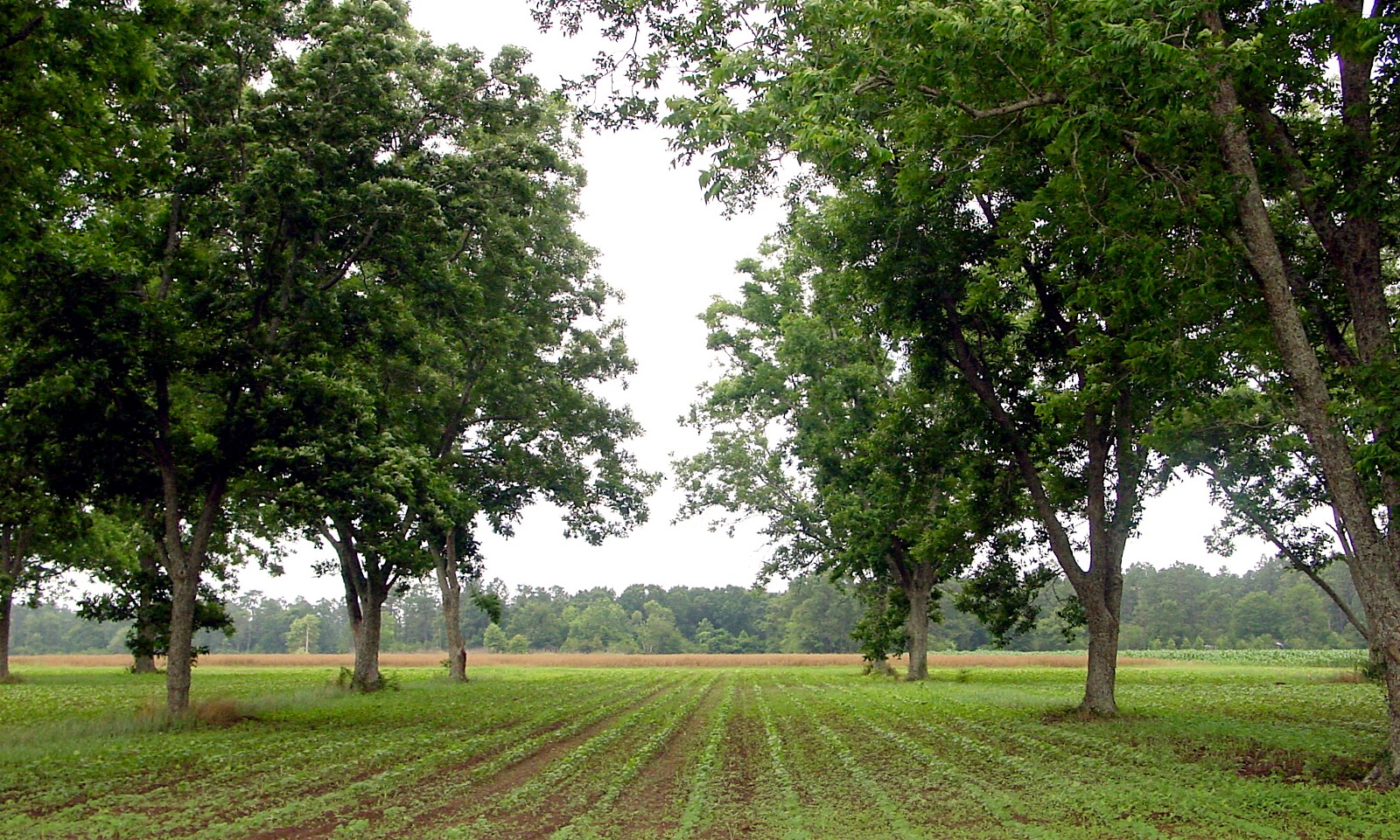 Cotton planted among pecan trees in Milton, Florida. 2003.