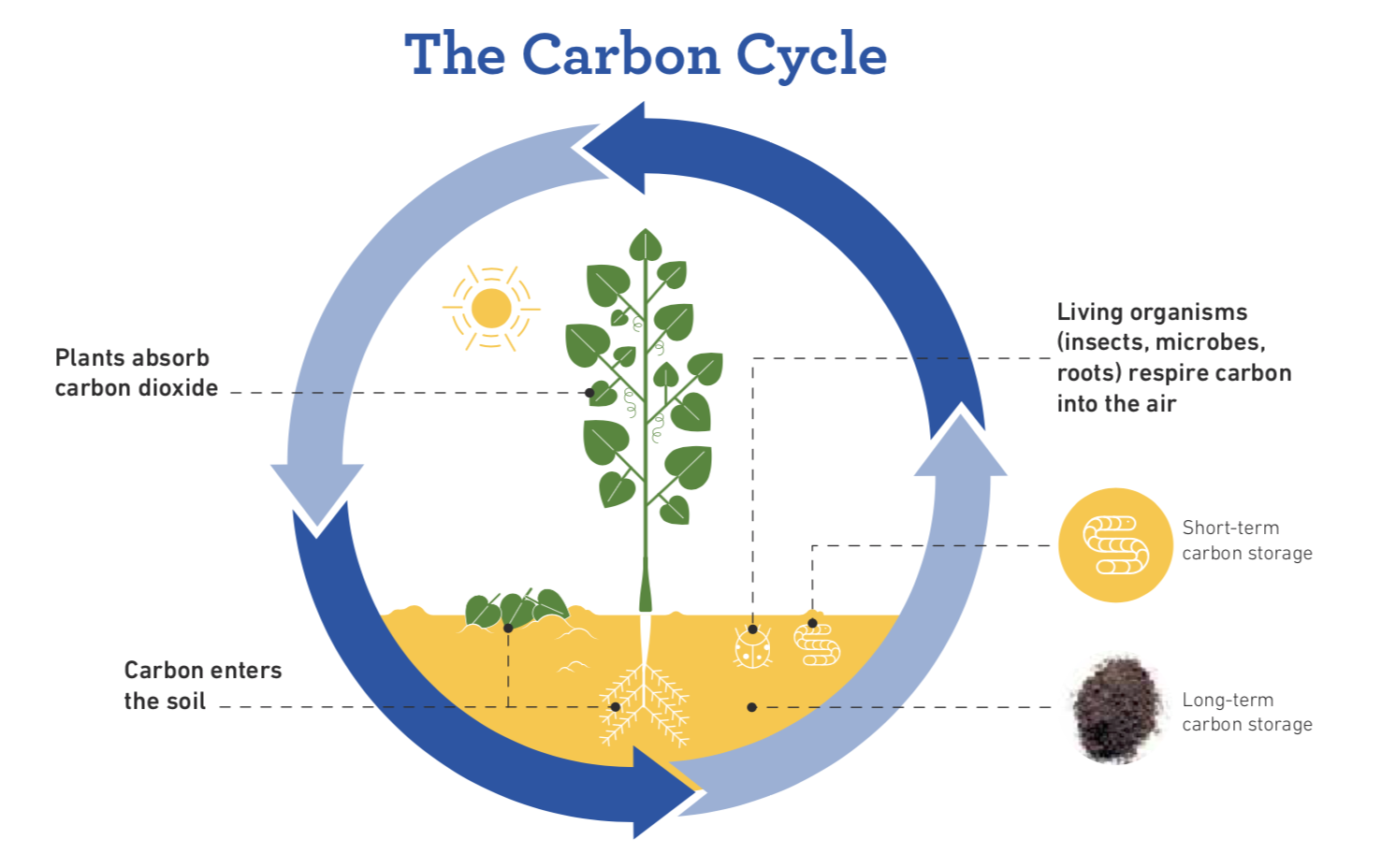 The carbon cycle