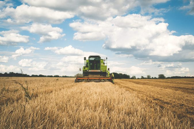 To save water, Arizona farmers are growing guayule for sustainable tires