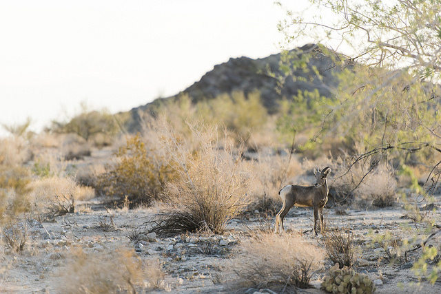 Bighorn Joshua Tree National Park California