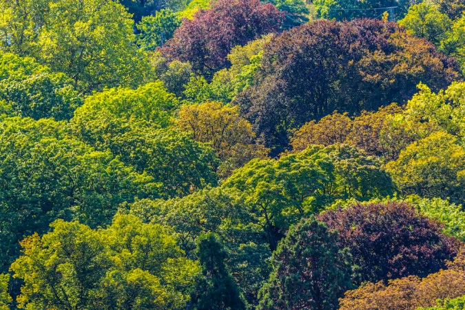 Tree forest above greening Earth satellite agriculture carbon