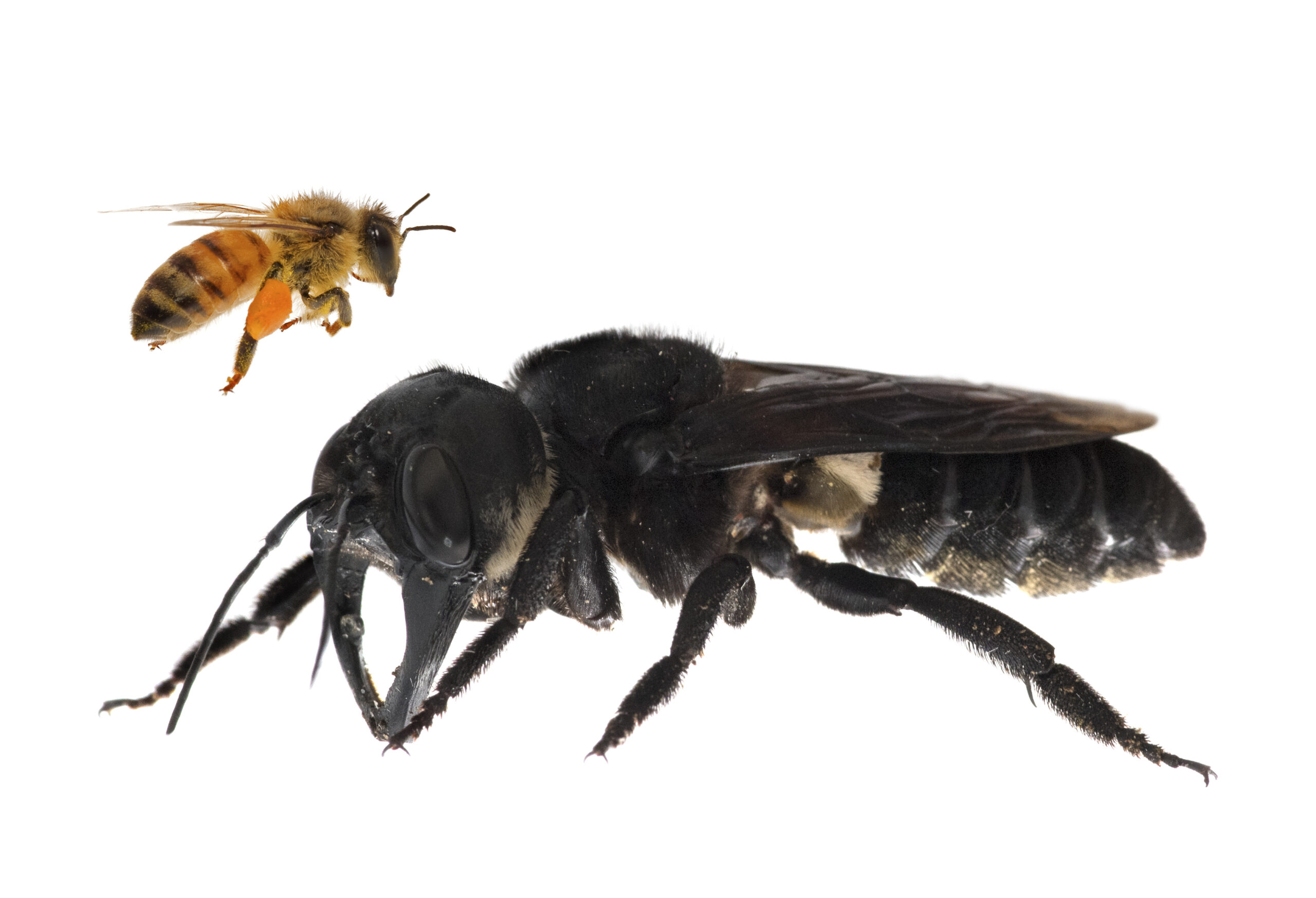 Giant bee Wallace's discovery extinction