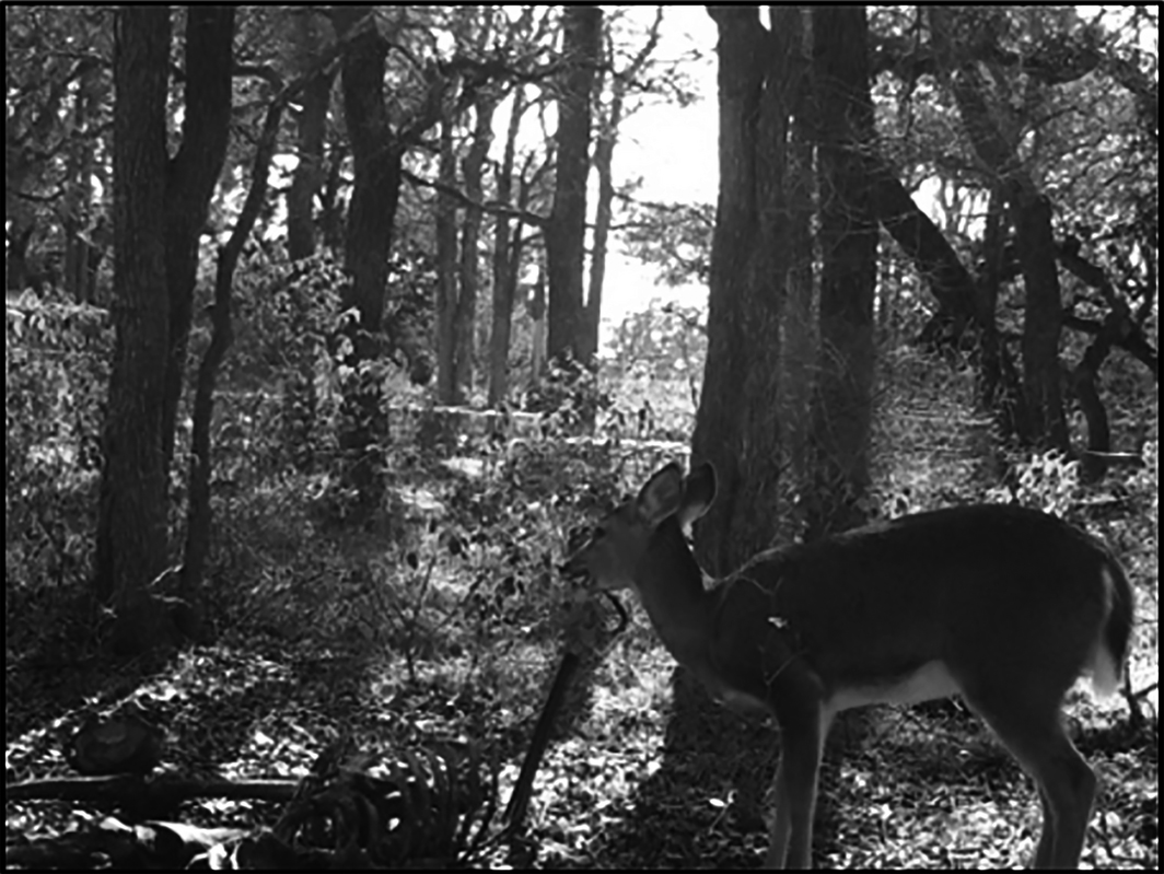 deer with rib in mouth