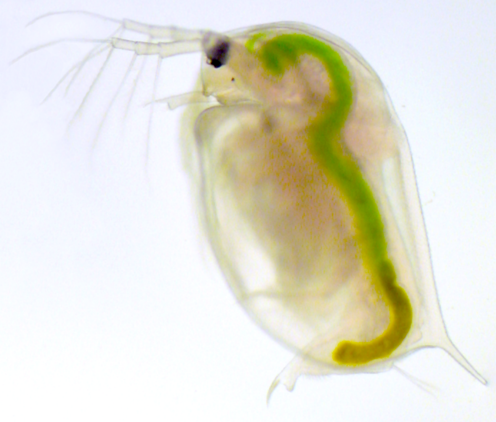 An adult male Daphnia.