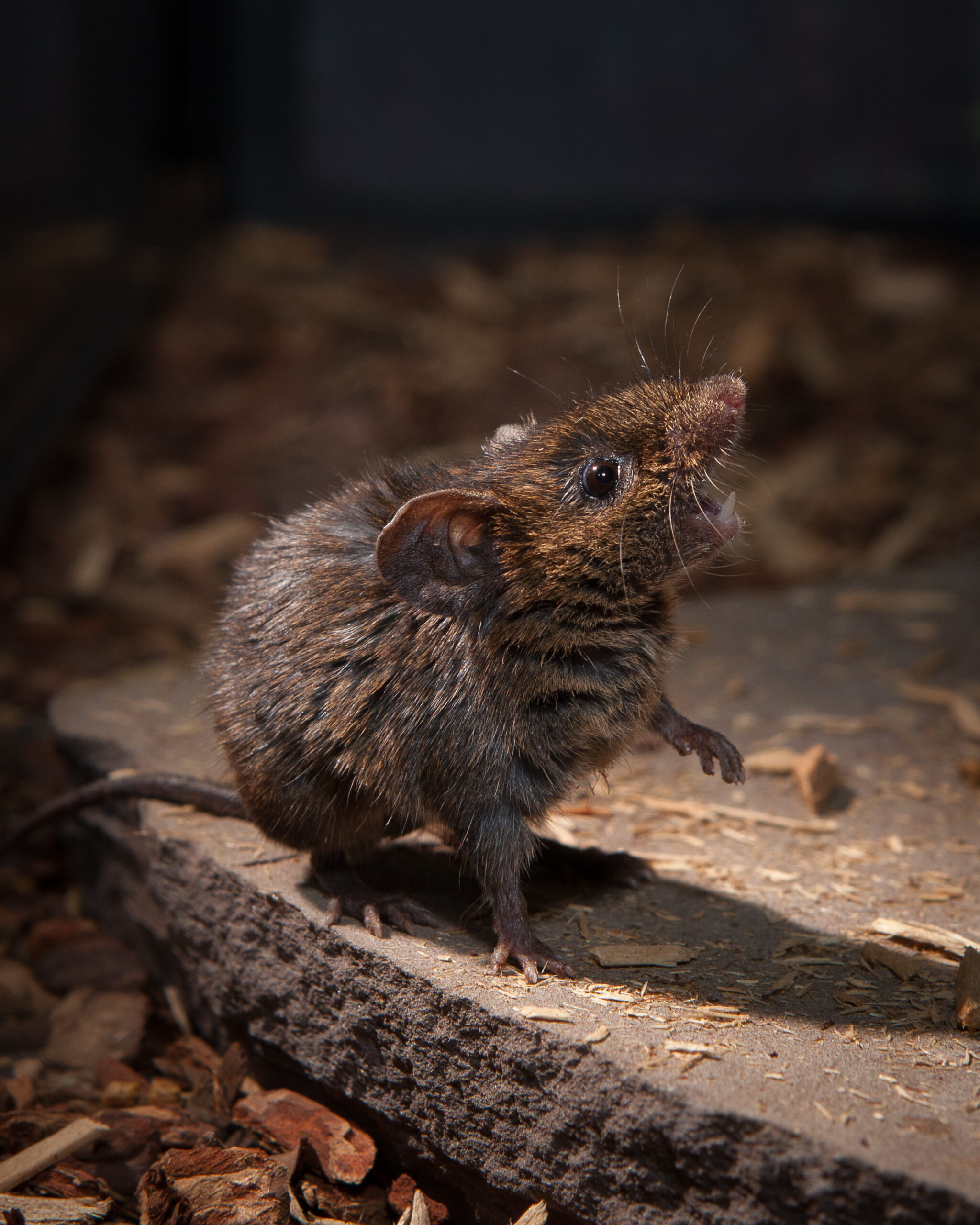 Alston's singing mouse perched on a rock