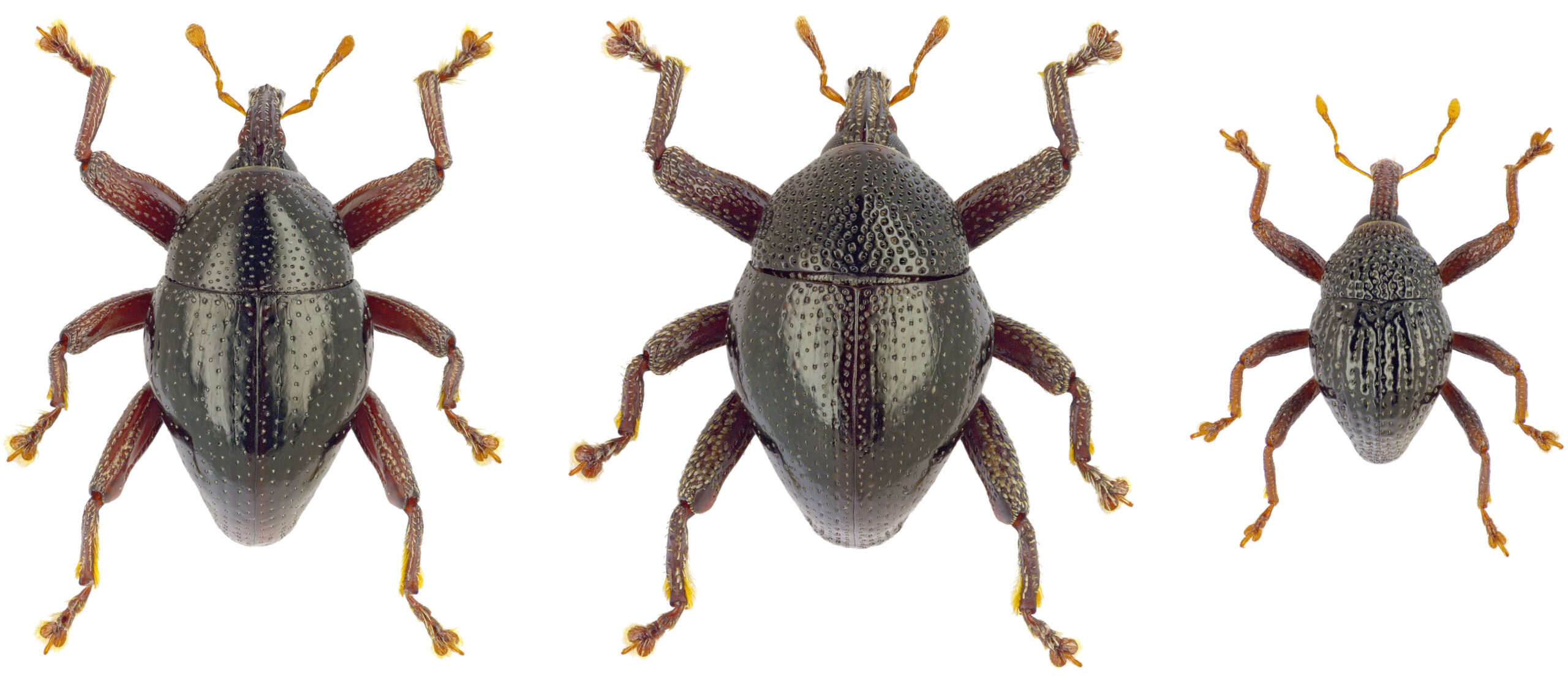 three weevils