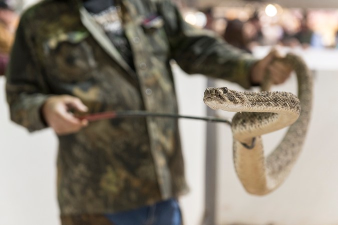 Rattlesnake roundups Sweetwater Jaycees Texas