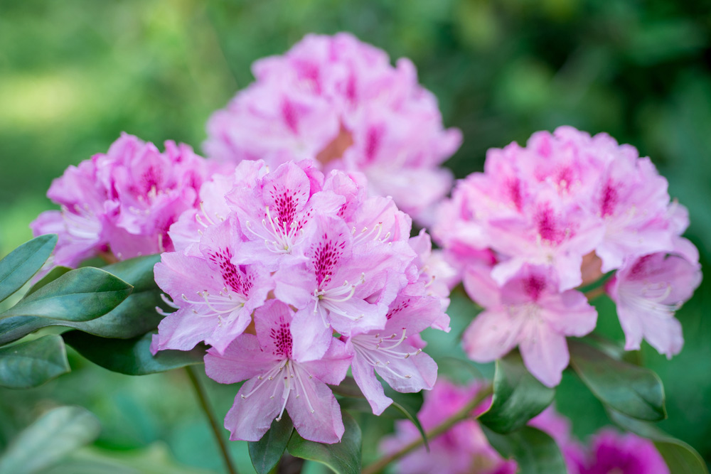 Rhododendron