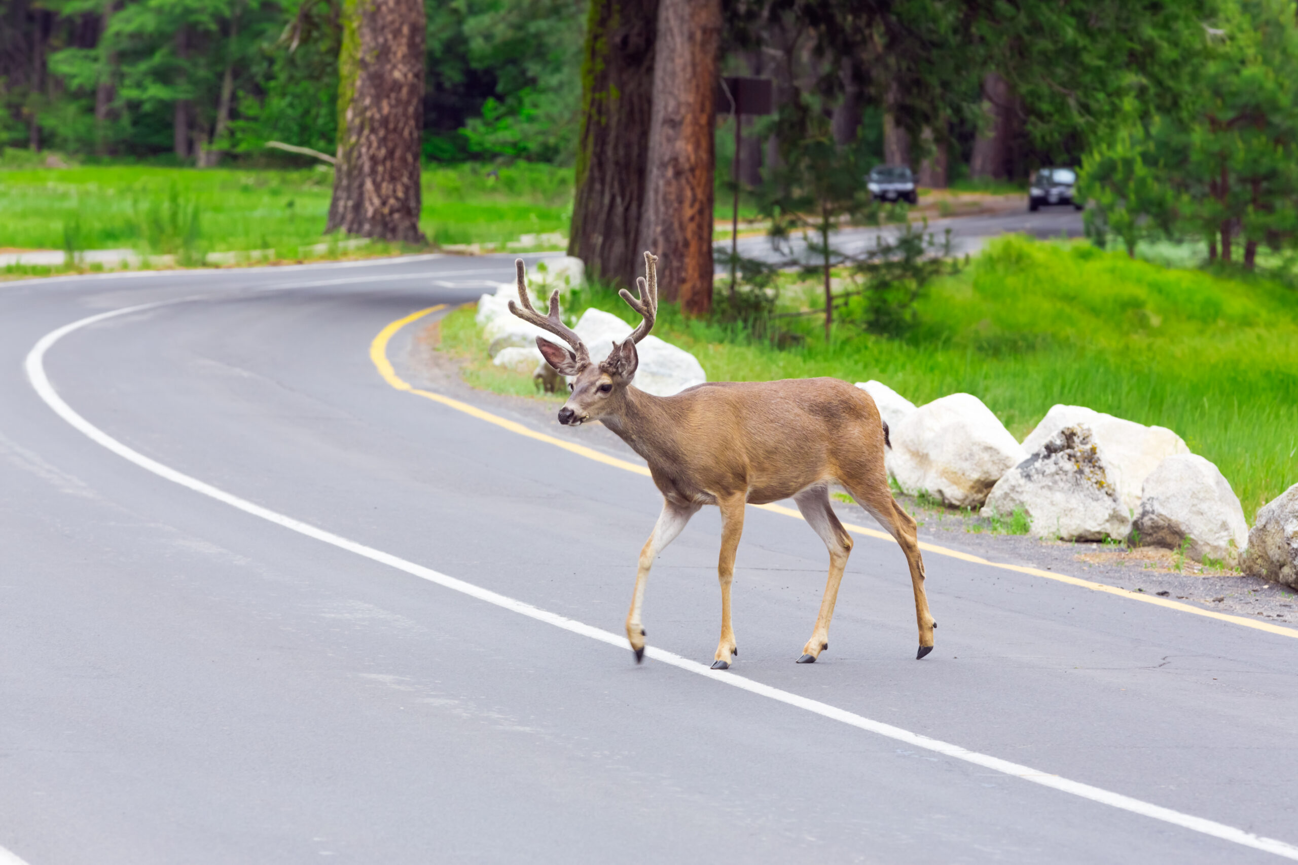 a deer crossing the street 