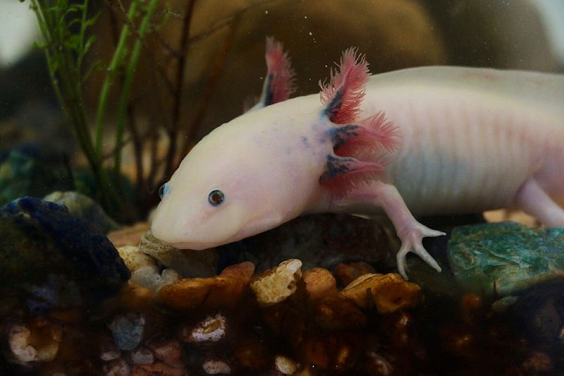 Axolotl Google Docs animals Mexico amphibian endangered