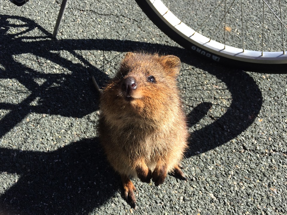 Quokka Australia Google Docs animals